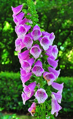 Wondering How to Get Rid of Foxgloves? Heres Your Answer