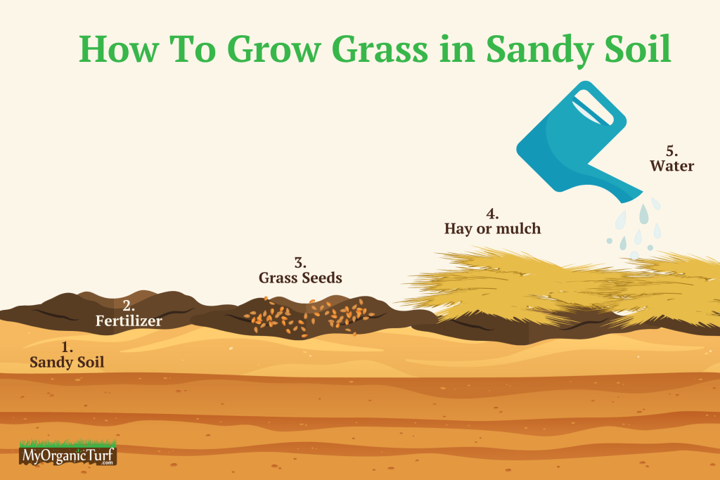 can you grow grass in sandy soil? heres how to get grass to grow in sandy soil