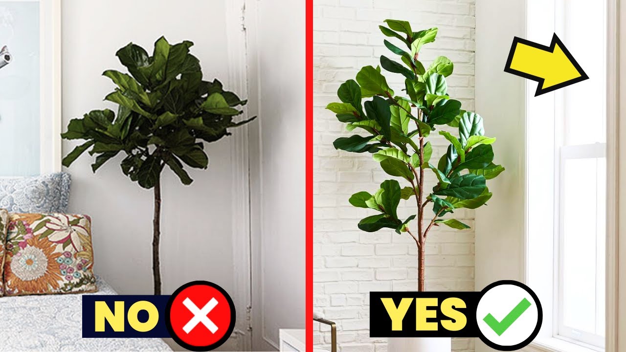 Best Time to Water Figs: Morning, Afternoon, or Evening?
