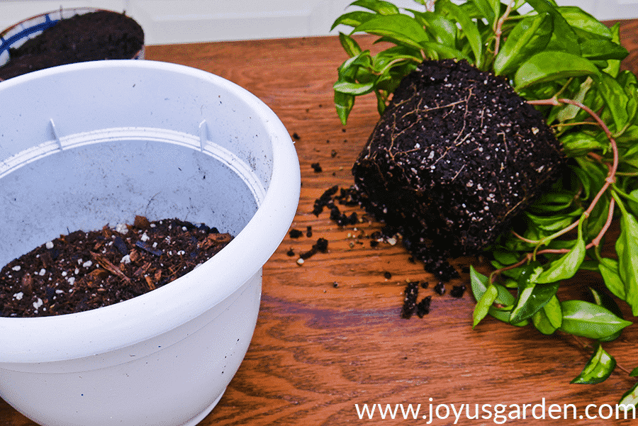 Whats the Perfect Soil for Hoya Plant? Find Out Here!