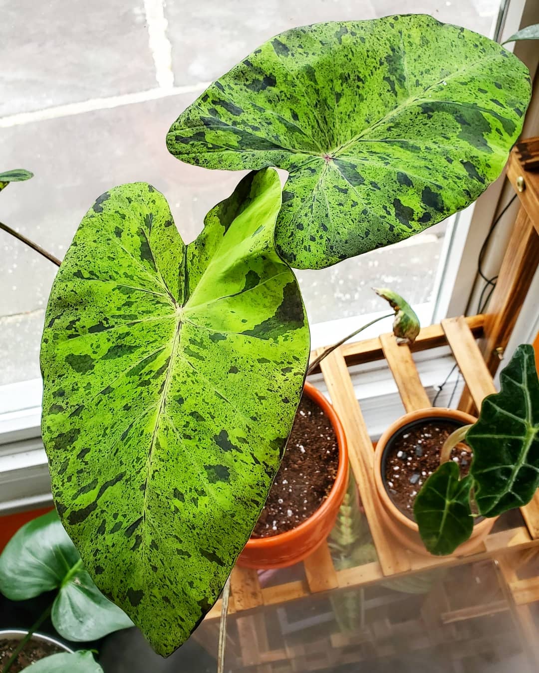 Colocasia Mojito Care Secrets? (Make Your Plant Look Incredible With Expert Tips)