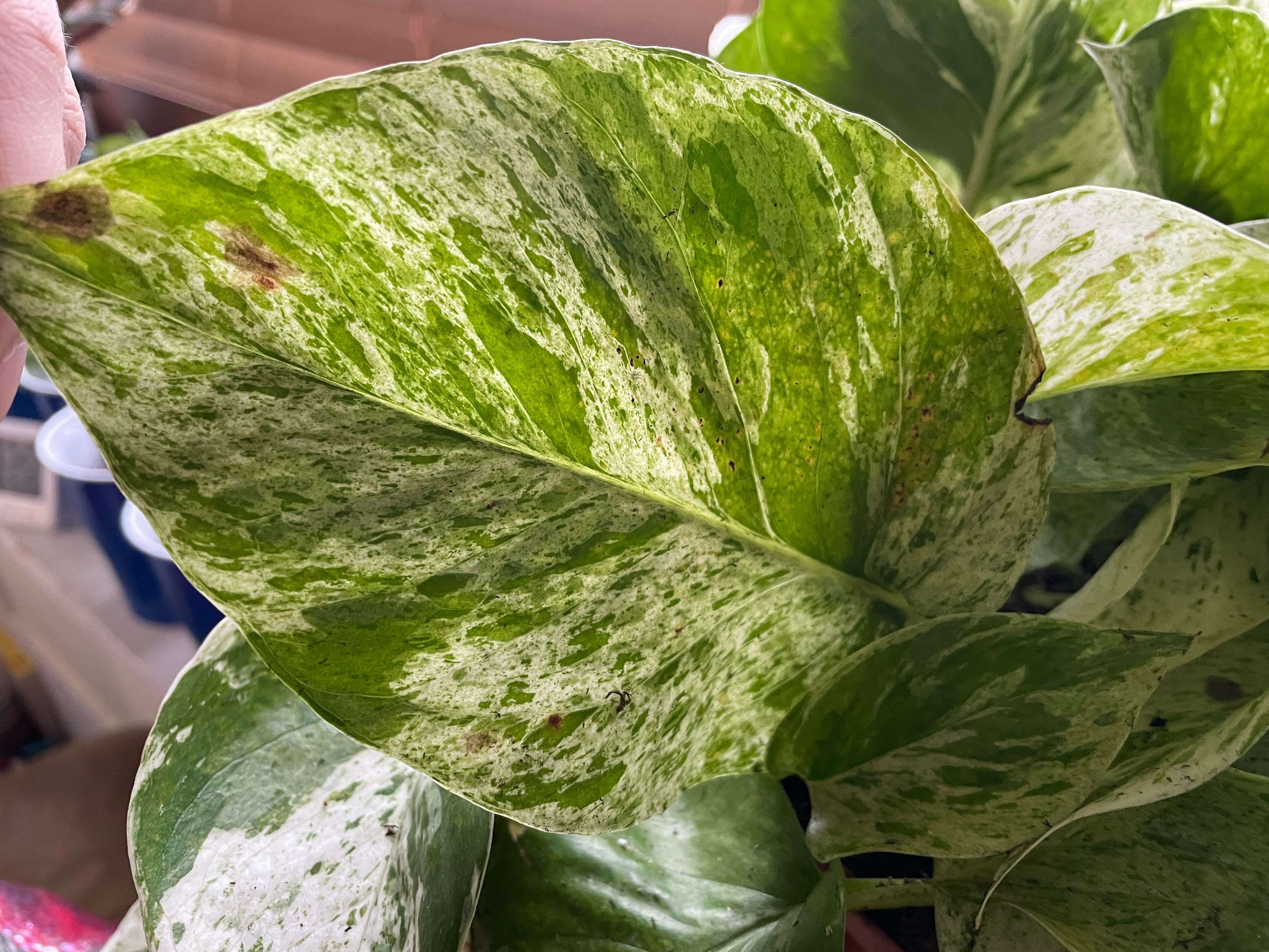 Spotting Pothos Diseases: A Quick Guide for Beginners