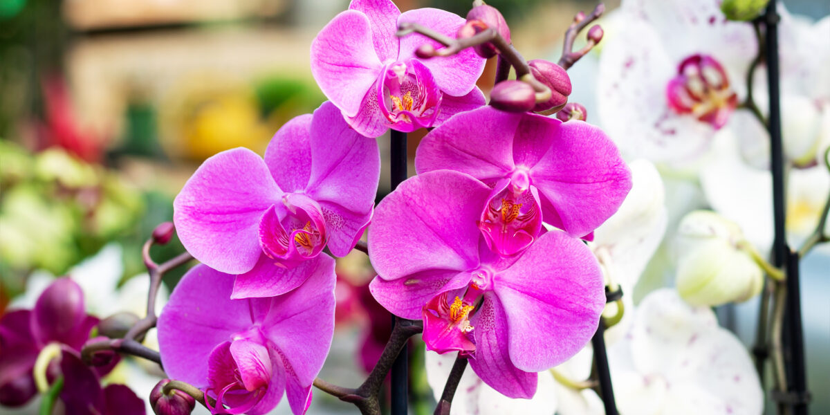 Orchid Repotting Near Me: Get Your Orchids Thriving Again!
