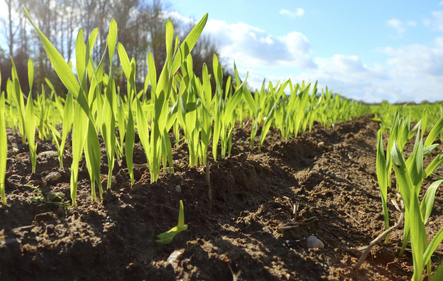 Best Cover Crop for Clay Soil: Top Choices for Your Garden