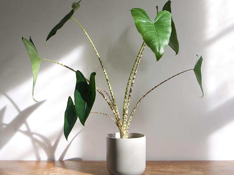 Alocasia Watering Needs: Dont Overwater! Learn the Right Watering Technique.