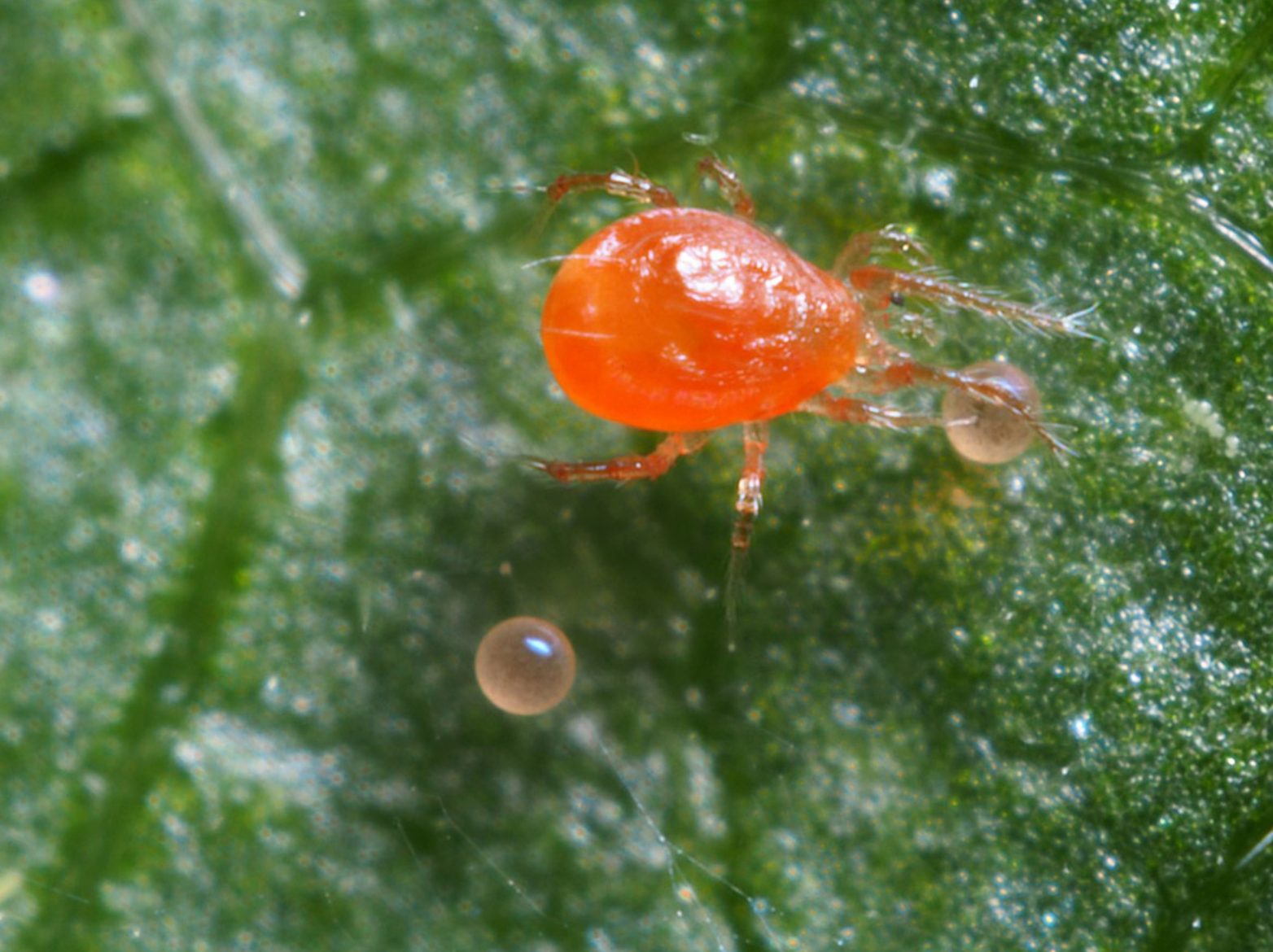 Conquering Pests & Diseases: The Focus on Red Spider Mite Management in Horticultural Care