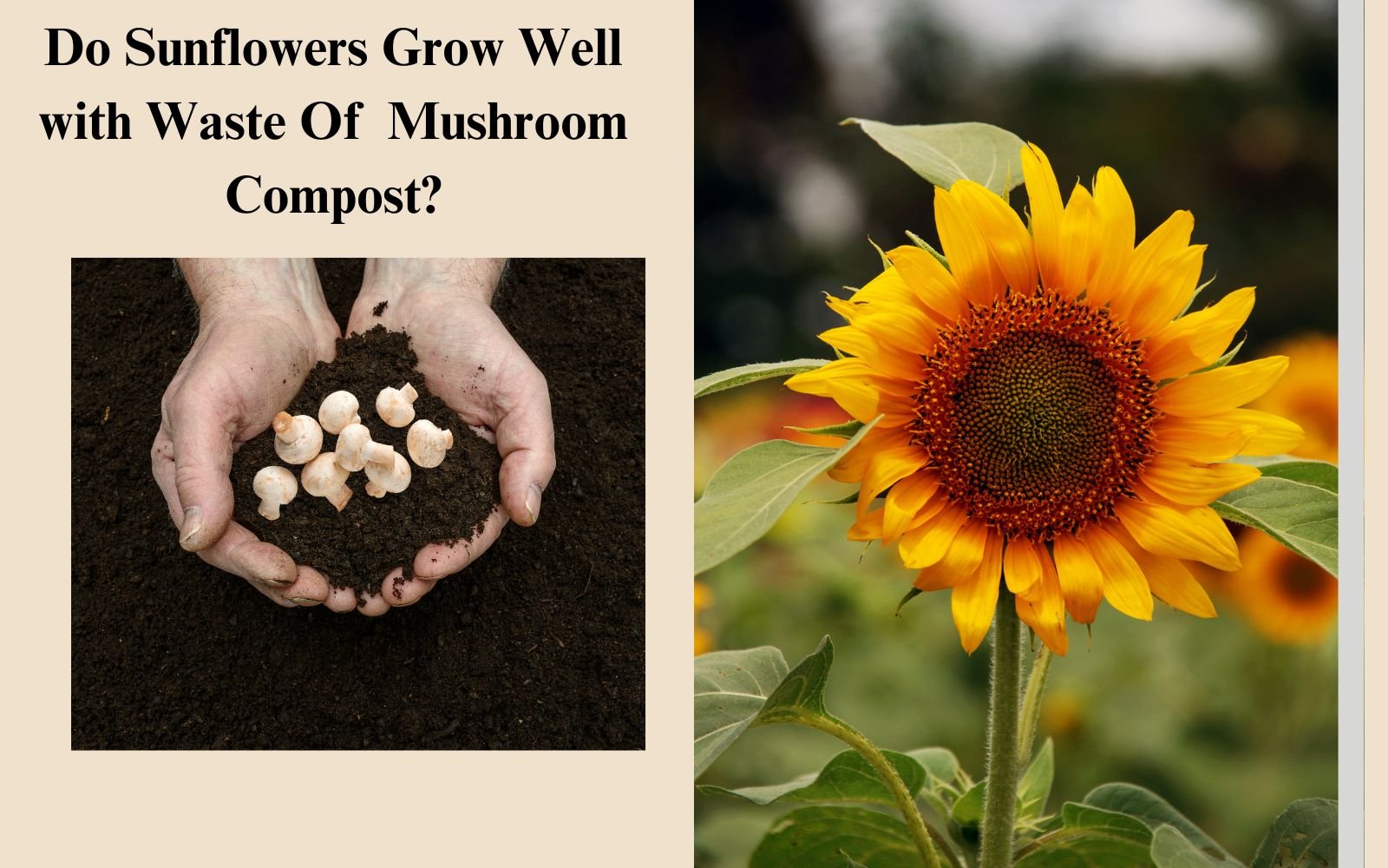 Black Humus and Mushroom Compost for Sunflowers: A Simple Guide