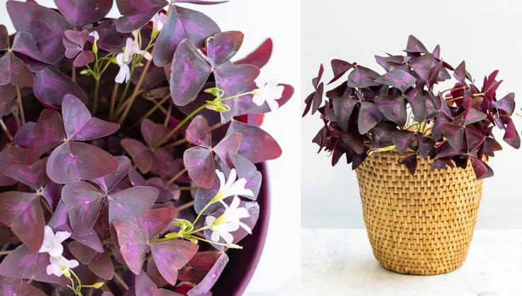 Shamrock Plant Care: Tips and Tricks to Keep Your Plant Thriving!