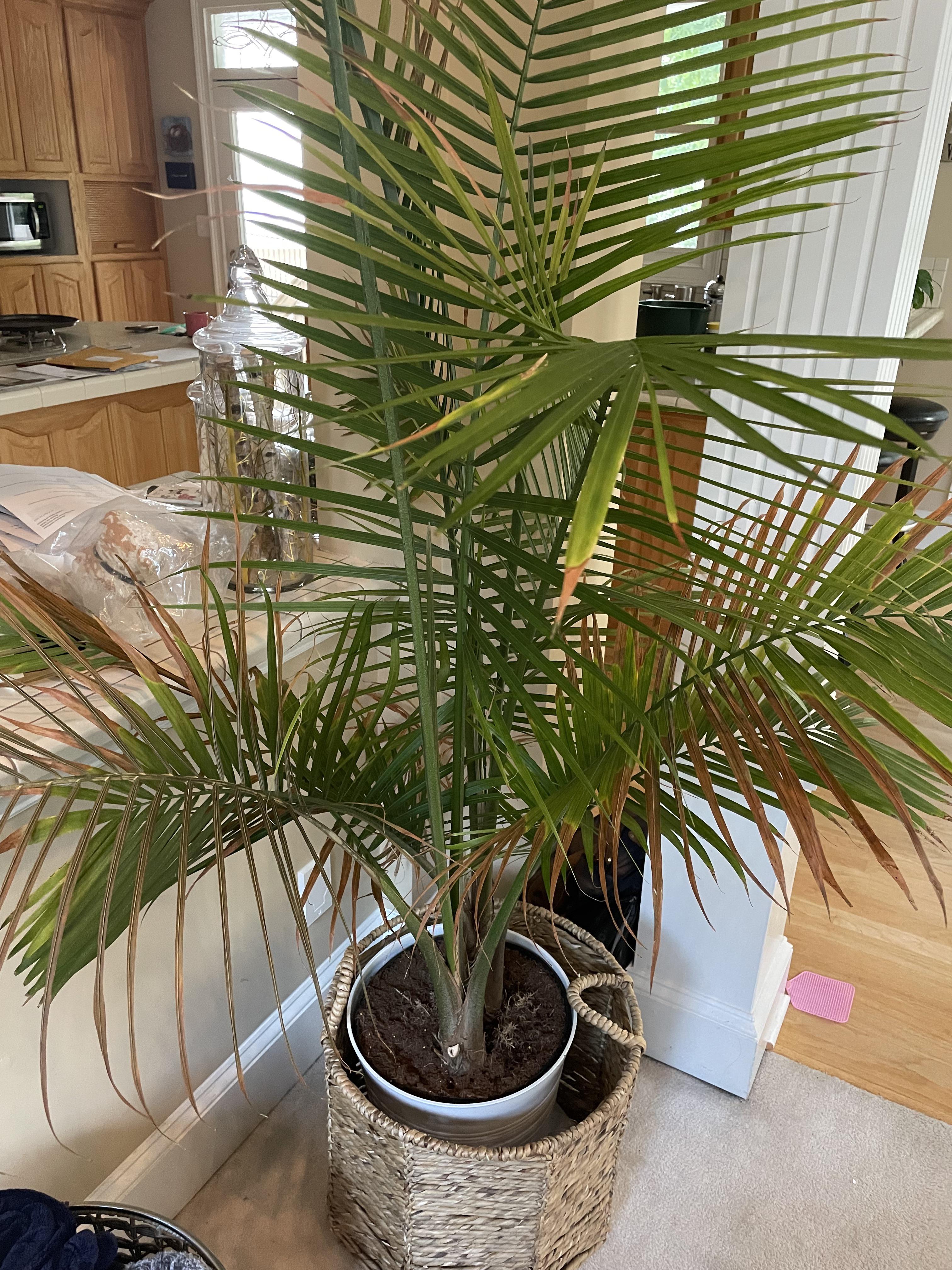 Majesty Palm Potting Soil: Whats the Best Mix for Happy Plants?