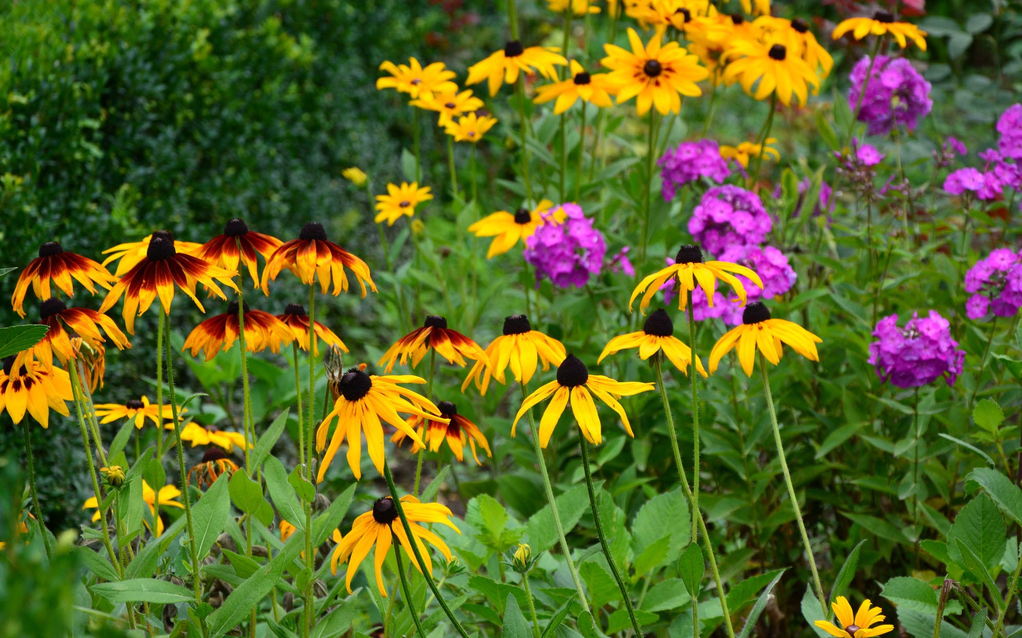 Looking for the right plants for shady clay soil? These simple choices will make your garden flourish.