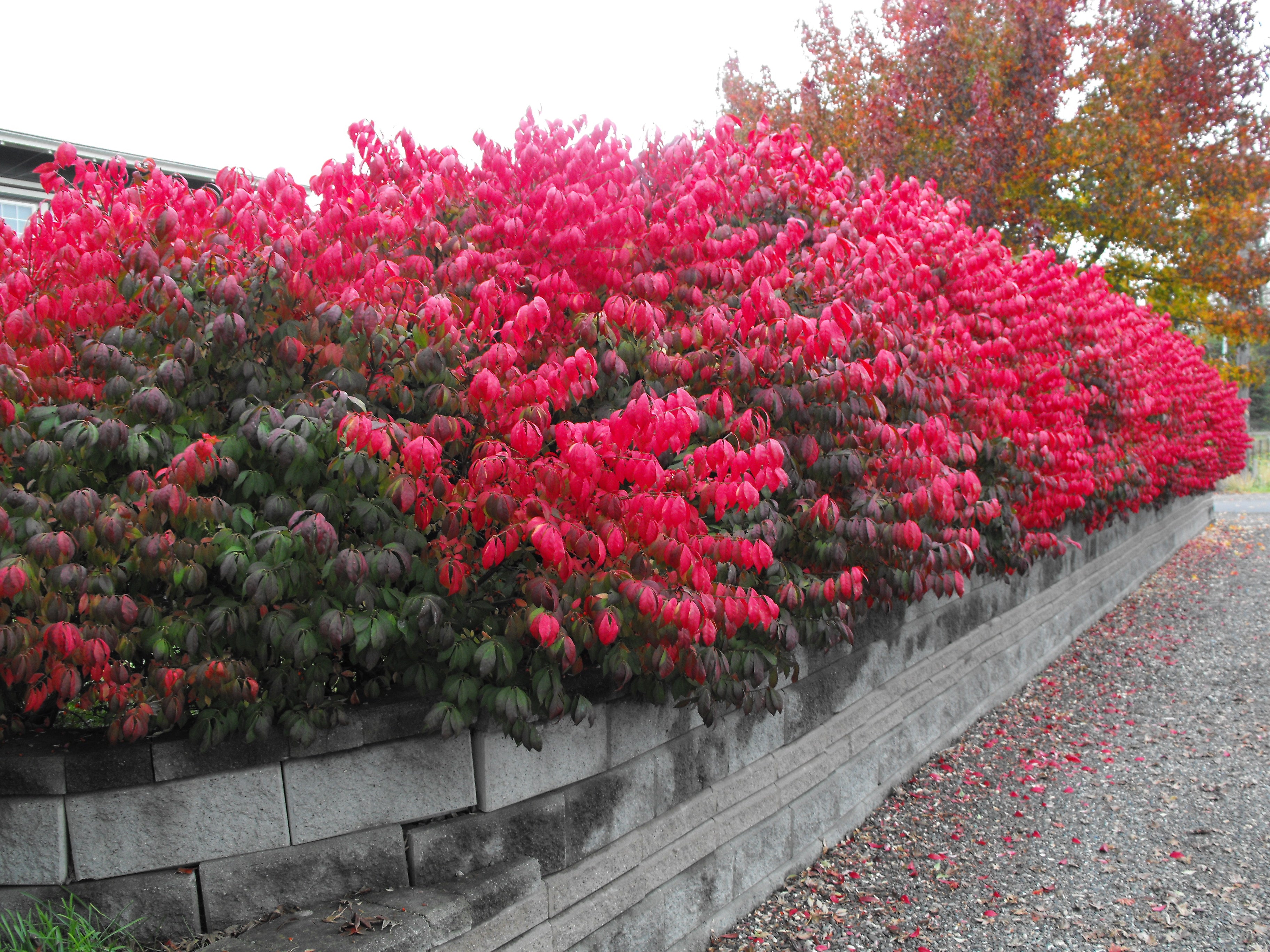 Easy Burning Bush Pruning Tips for a Healthy Shrub