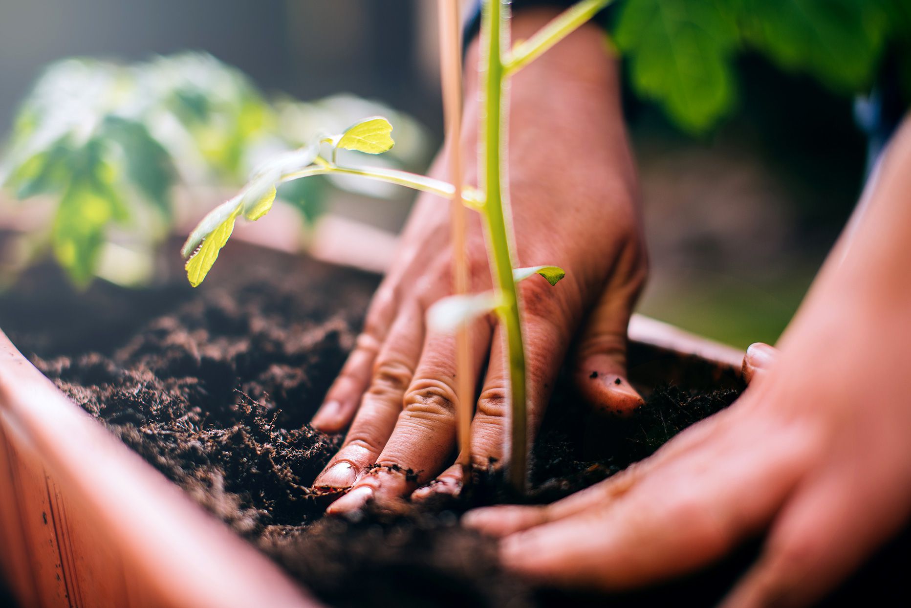 Is It Safe to Reuse Potting Soil? Find Out the Dos and Donts