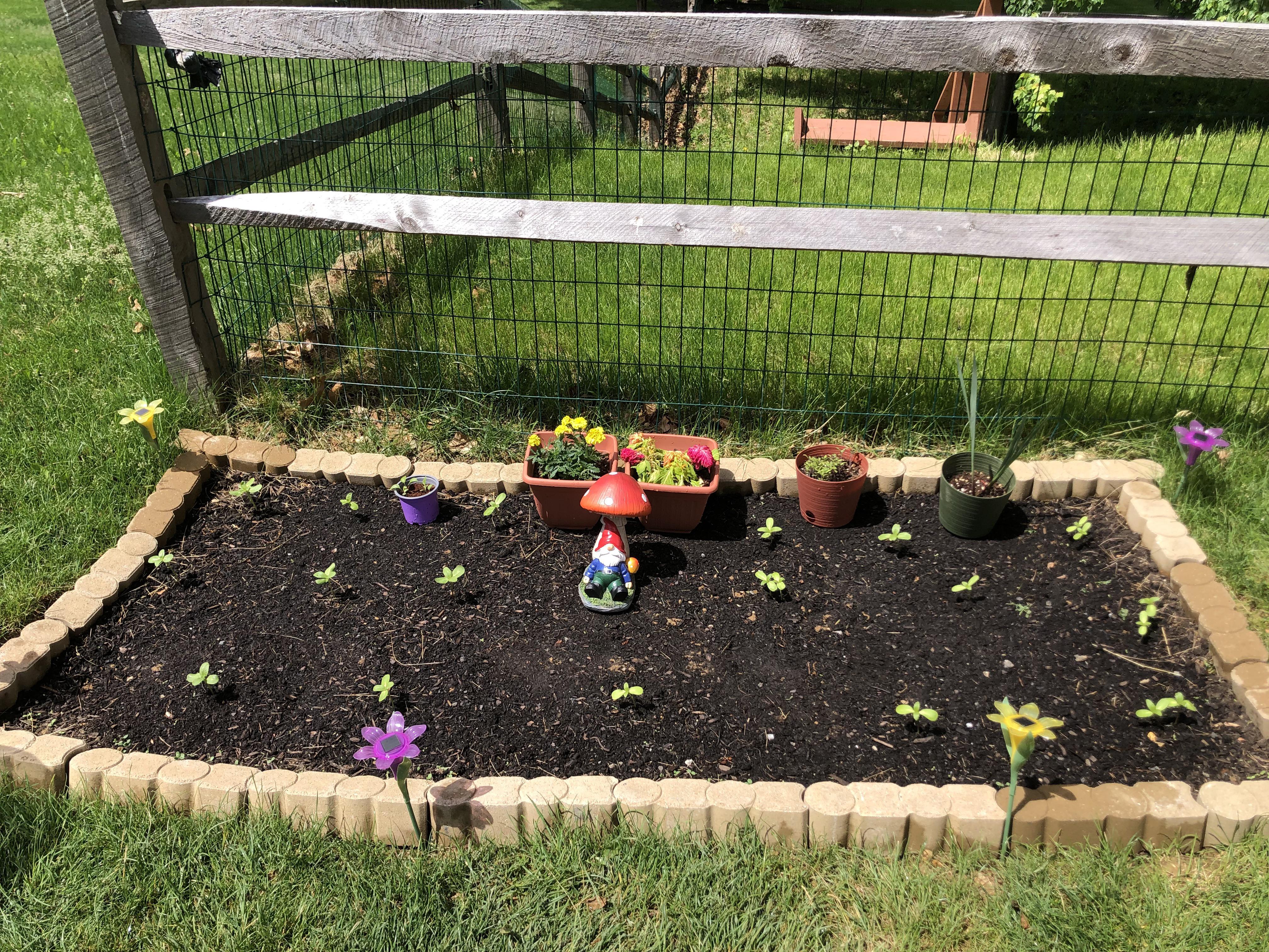 Sunflowers: Black Humus or Mushroom Compost, What Grows Best?