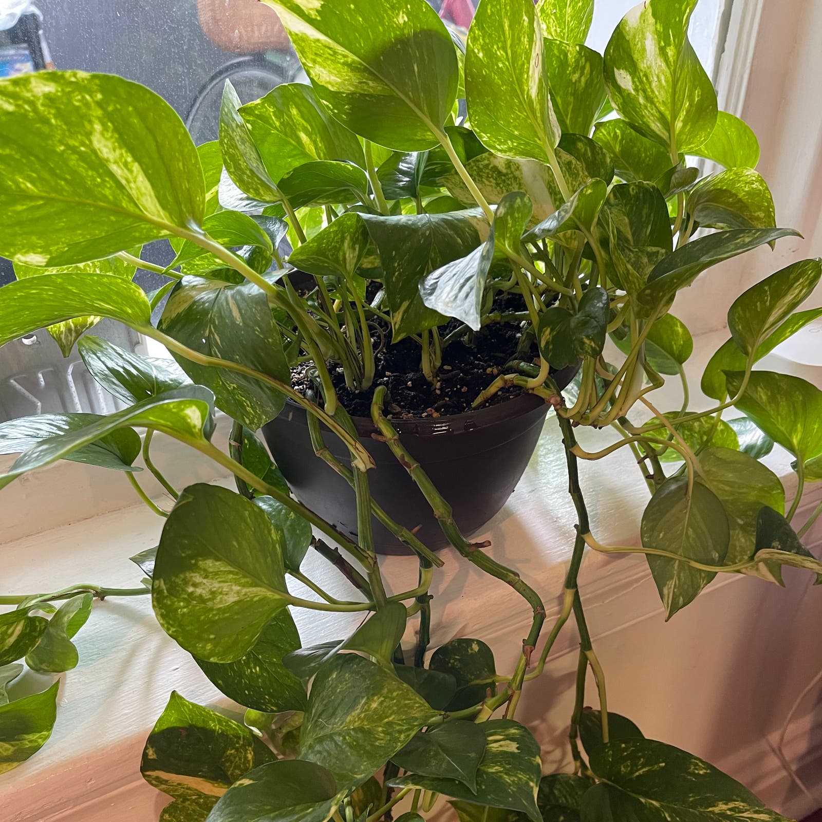 Pothos Plant Temperature Tolerance: Your Ideal Temperature Guide
