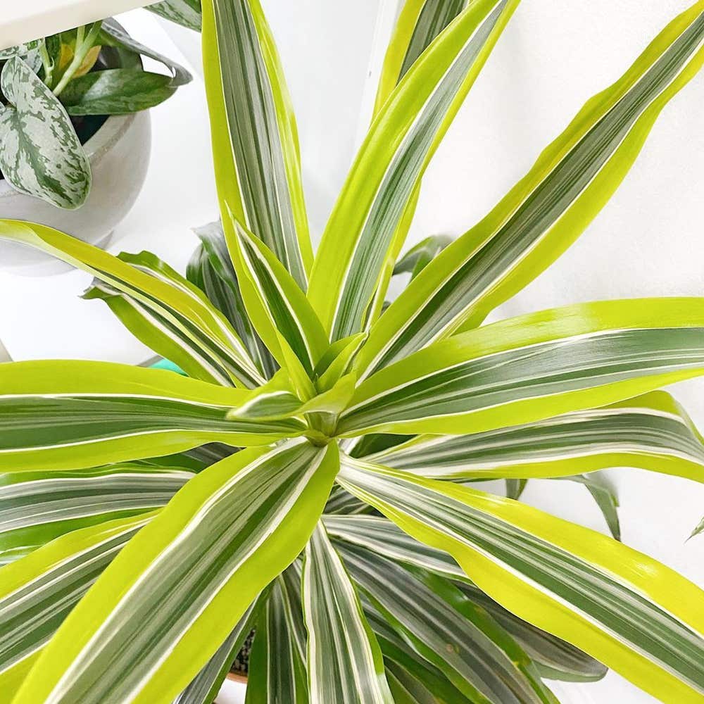 Dracaena Lemon Lime Care: Watering, Light, and More