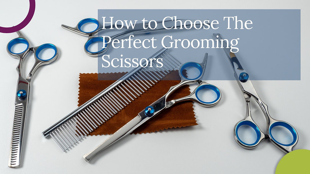 How to Choose the Right Micro Tip Scissors Ultimate Guide