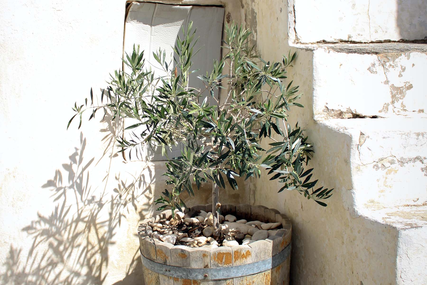 How Often Do Olive Trees Need Watering? Follow This Simple Guide for Best Results!