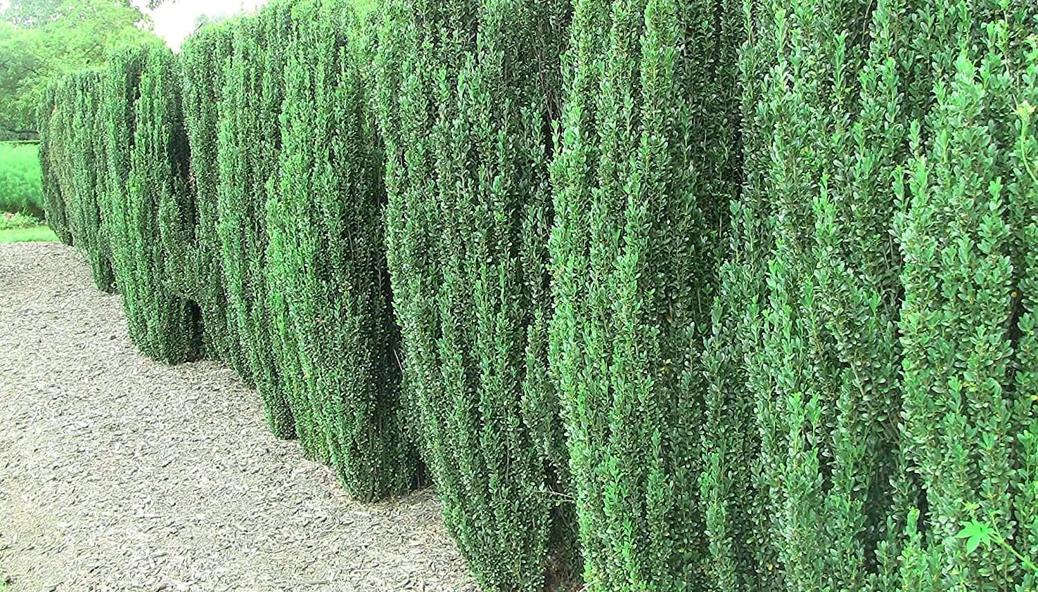 Sky pencil holly pruning guide, get the perfect look easily.