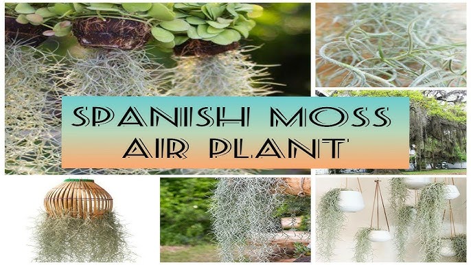 How to Care for Spanish Moss: A Beginners Guide