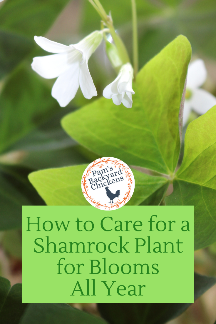 Simple Guide to Care of Shamrock Plant: Your Questions Answered on Watering, Light, and More
