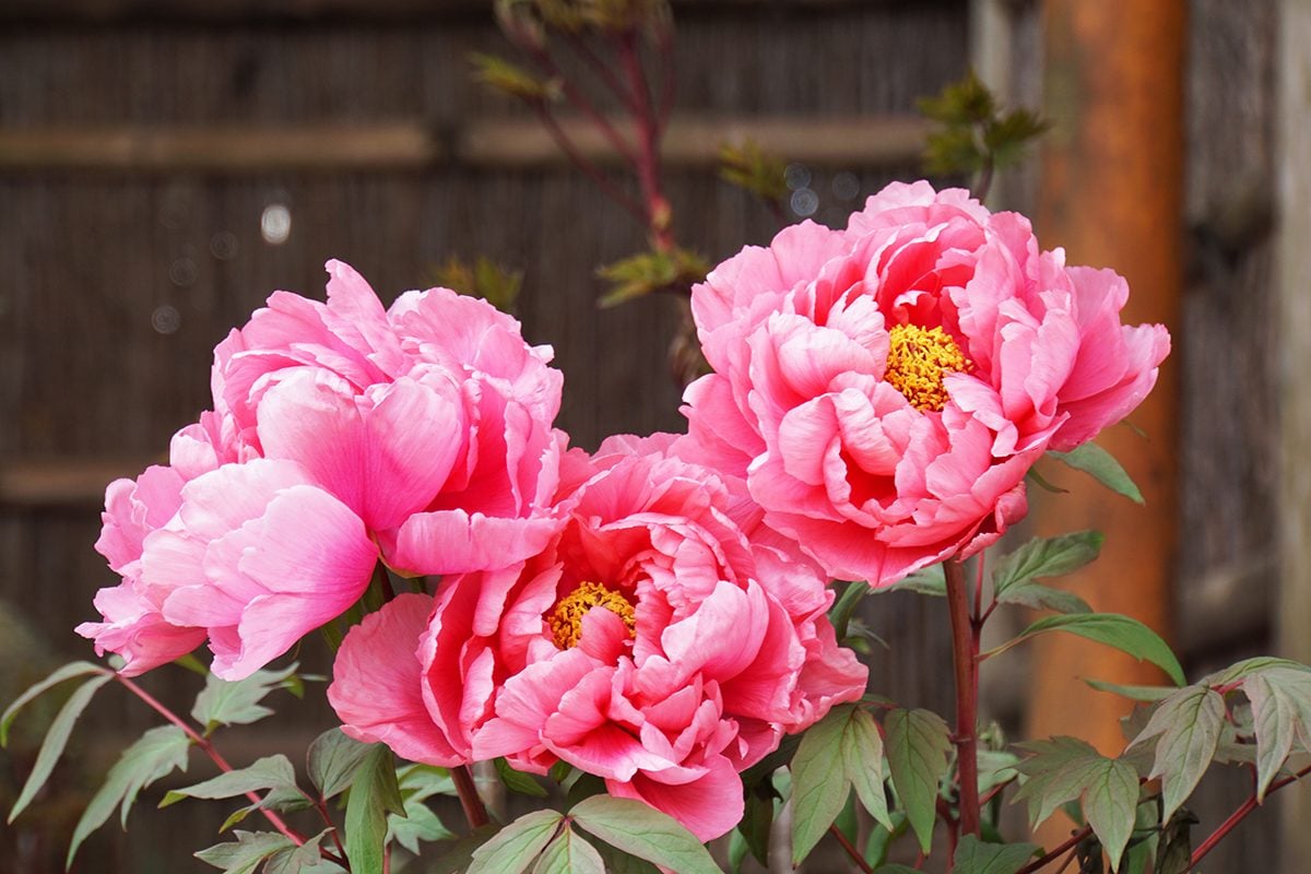 Peonies Done Blooming? Heres How to Take Care of Them (Keep Your Peonies Thriving)