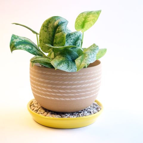Need a flowerpot with saucer? Heres where to find the best ones!
