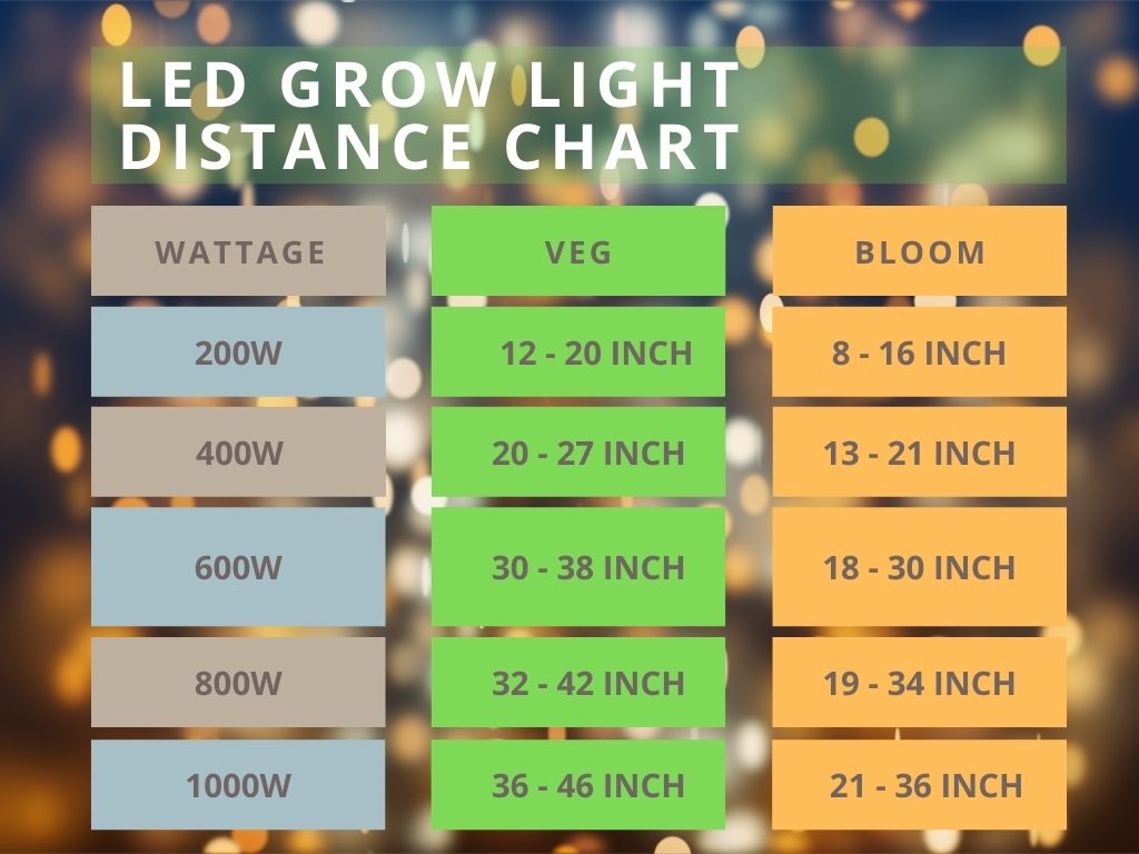 How Far Should Grow Lights Be From Plants? Easy Guide for Beginners