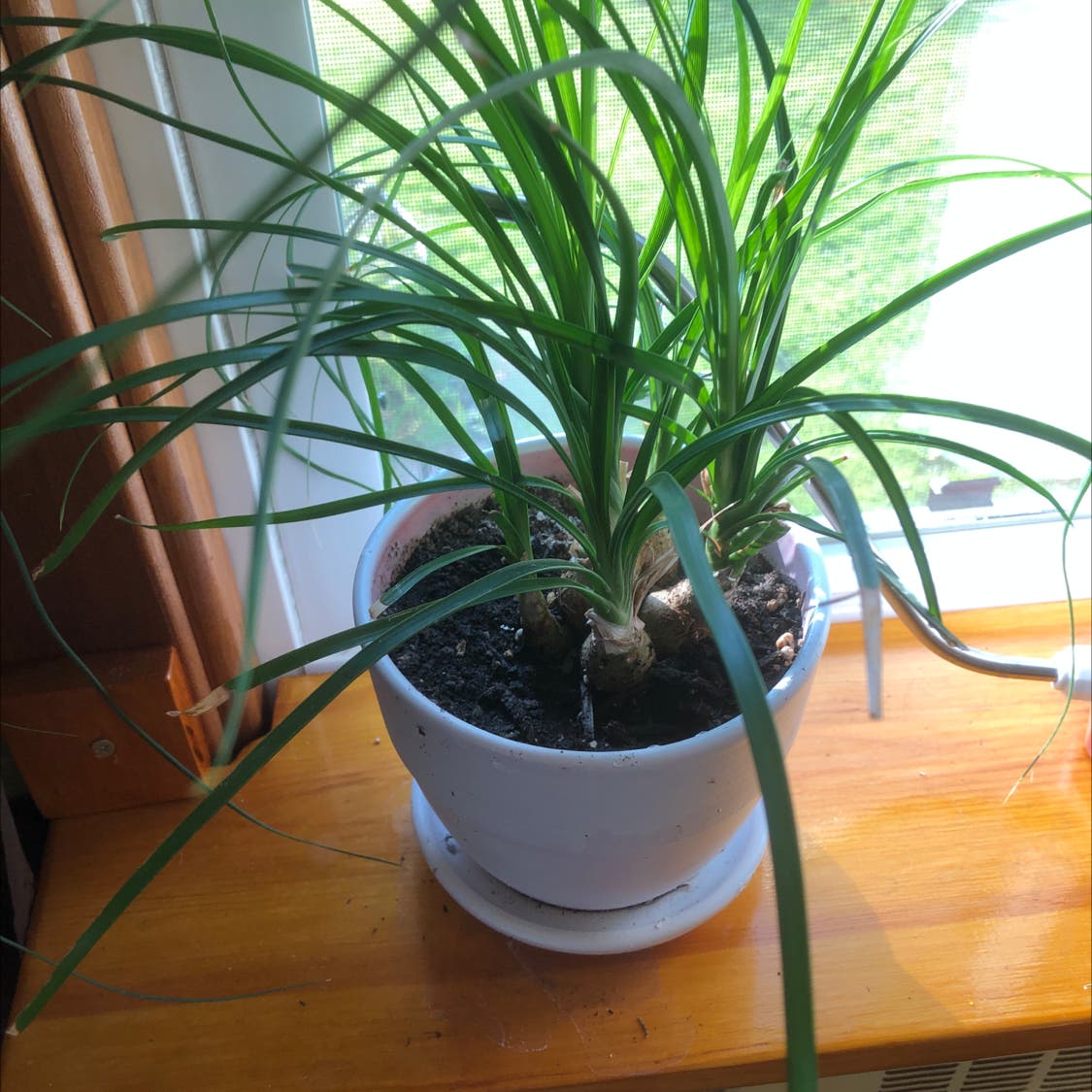 Ponytail Palm Temperature Tolerance: Keeping Your Plant Healthy