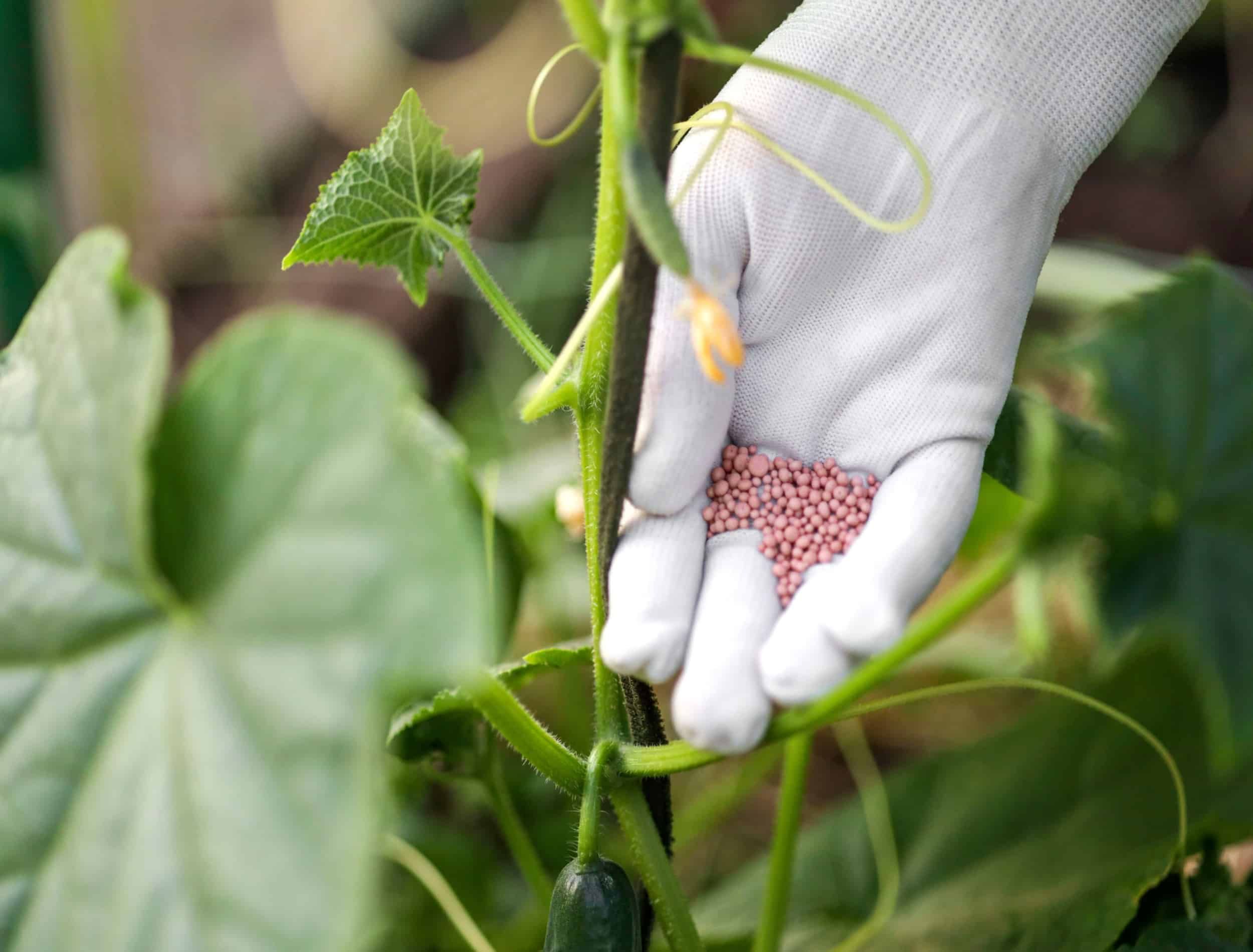 What Temperature Is Too Hot to Fertilize Plants? Find the Best Time