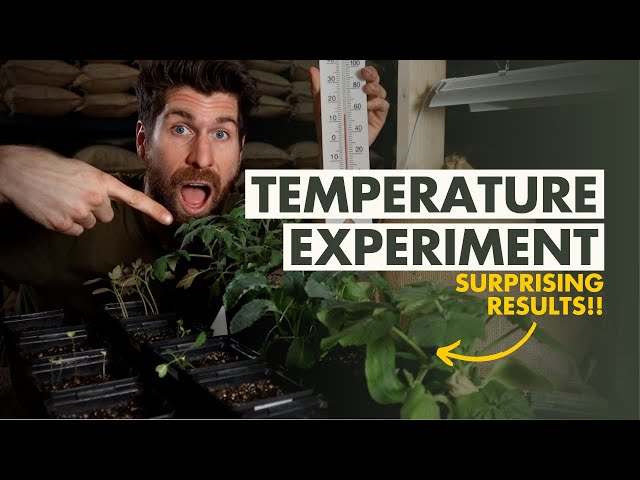 Whats the Best Temperature for Seedlings? Find Out Here!