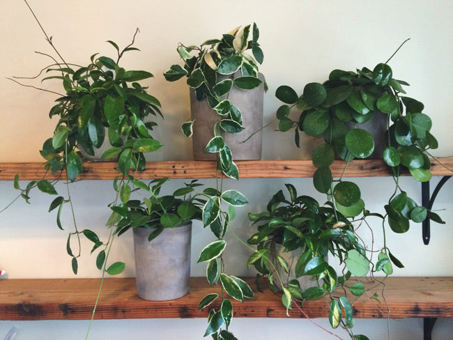 Hoya splash care: easy tips to keep your plant happy!