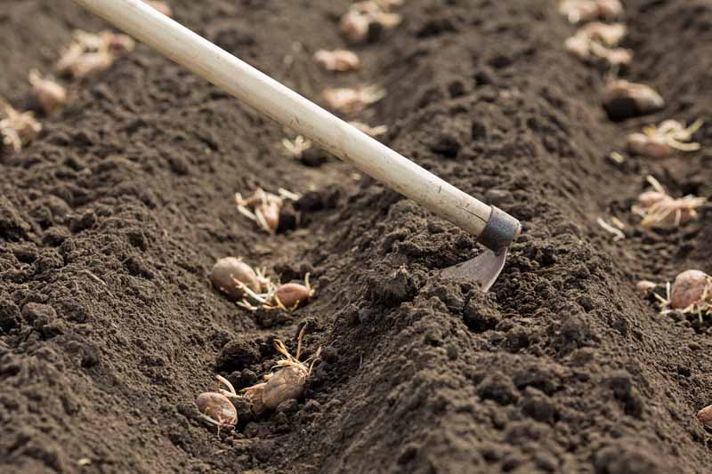How to Use an Antique Potato Shovel (Learn the Proper Techniques for Gardening)