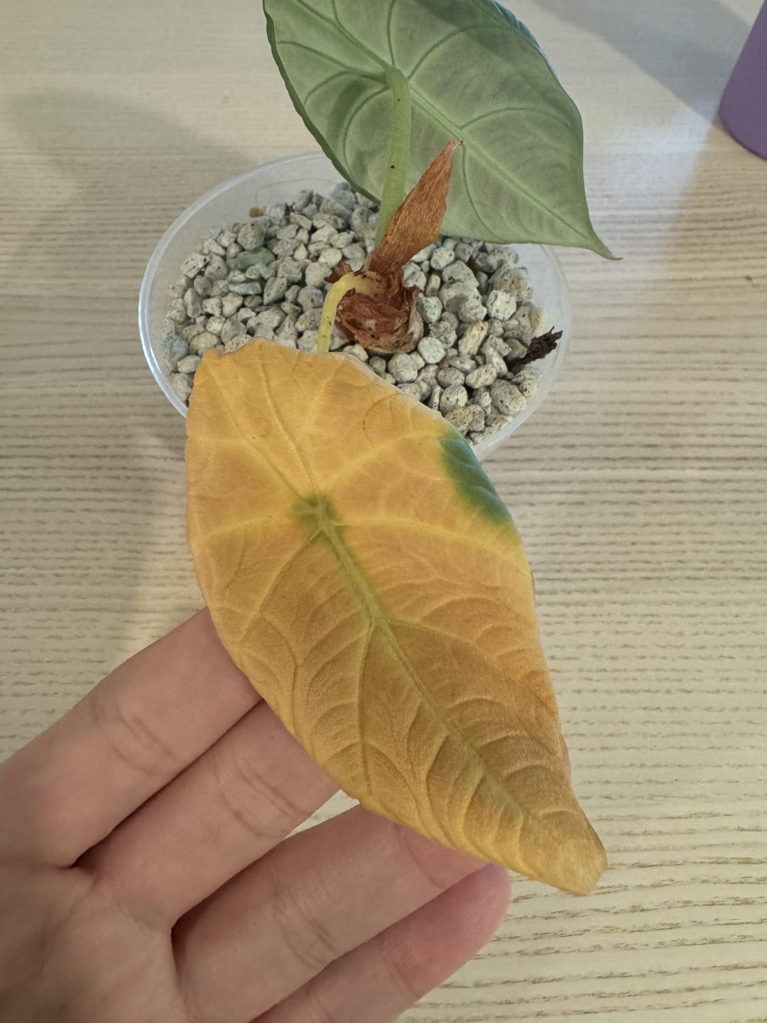Alocasia Watering Problems? Heres How to Tell if Youre Overwatering or Underwatering
