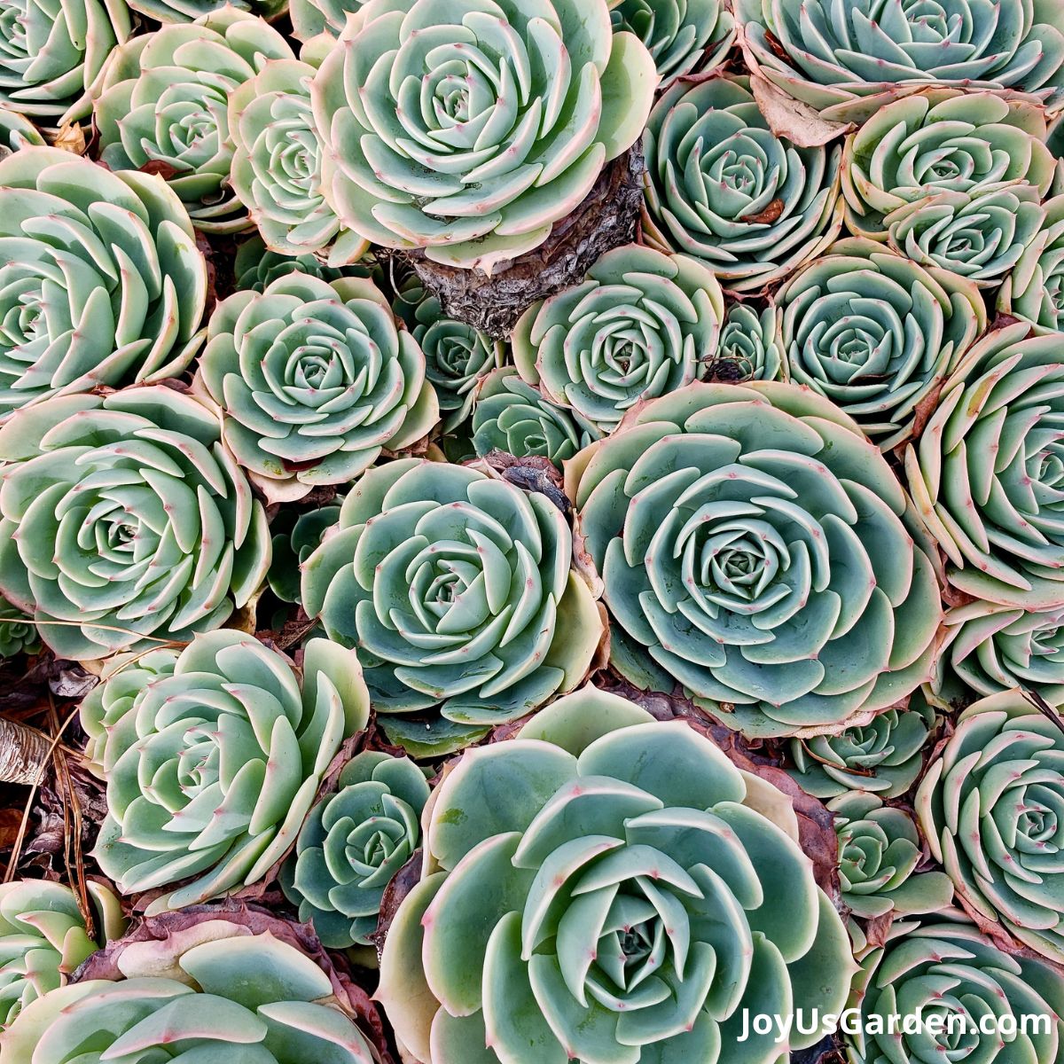 Growing Flowers Hens and Chicks: Tips for Beginners