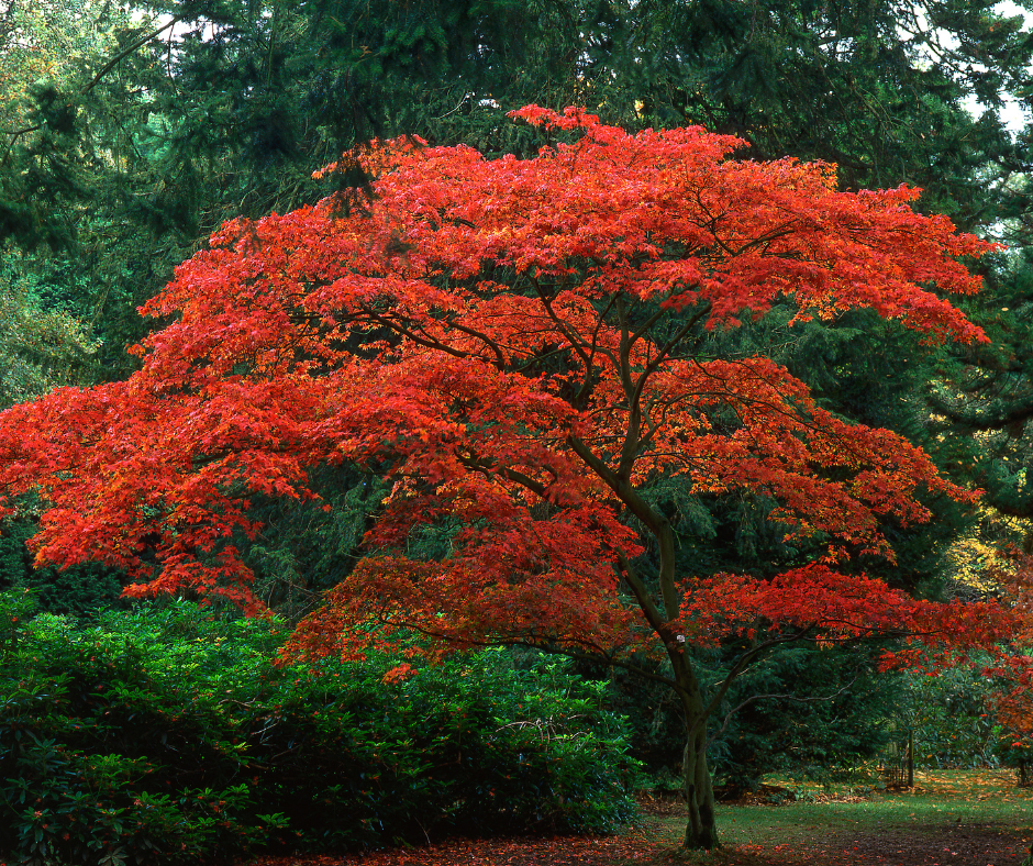 Best Fertilizer for Japanese Maple: Top Choices for Vibrant Color