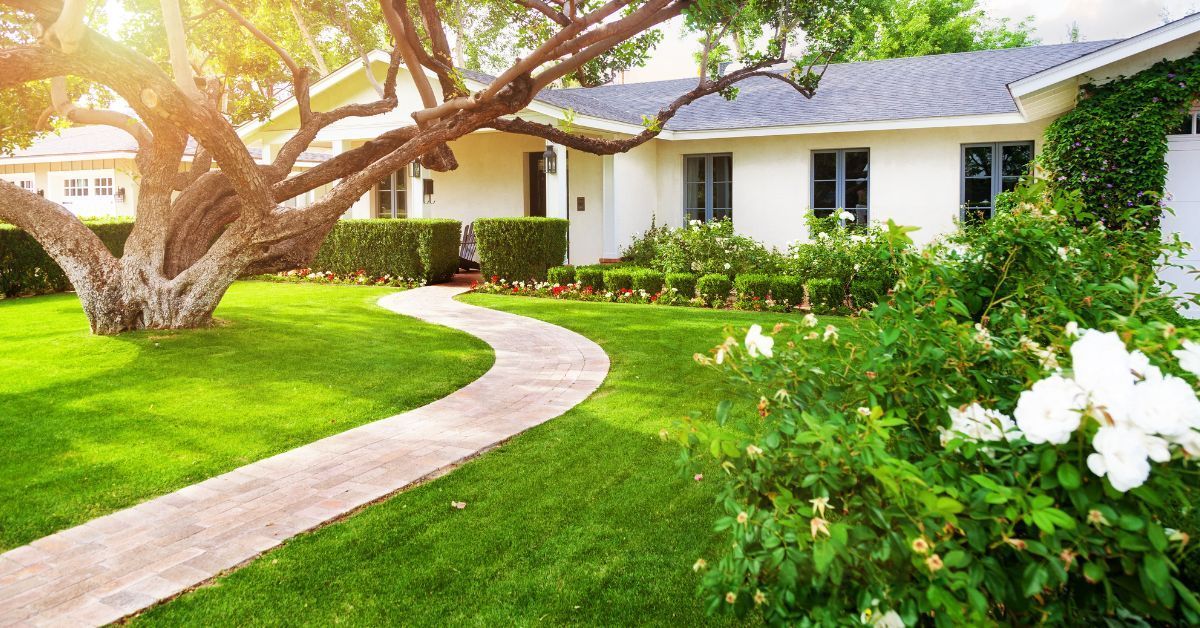 Top 5 Grass Seedling Fertilizers for a Lush Green Lawn