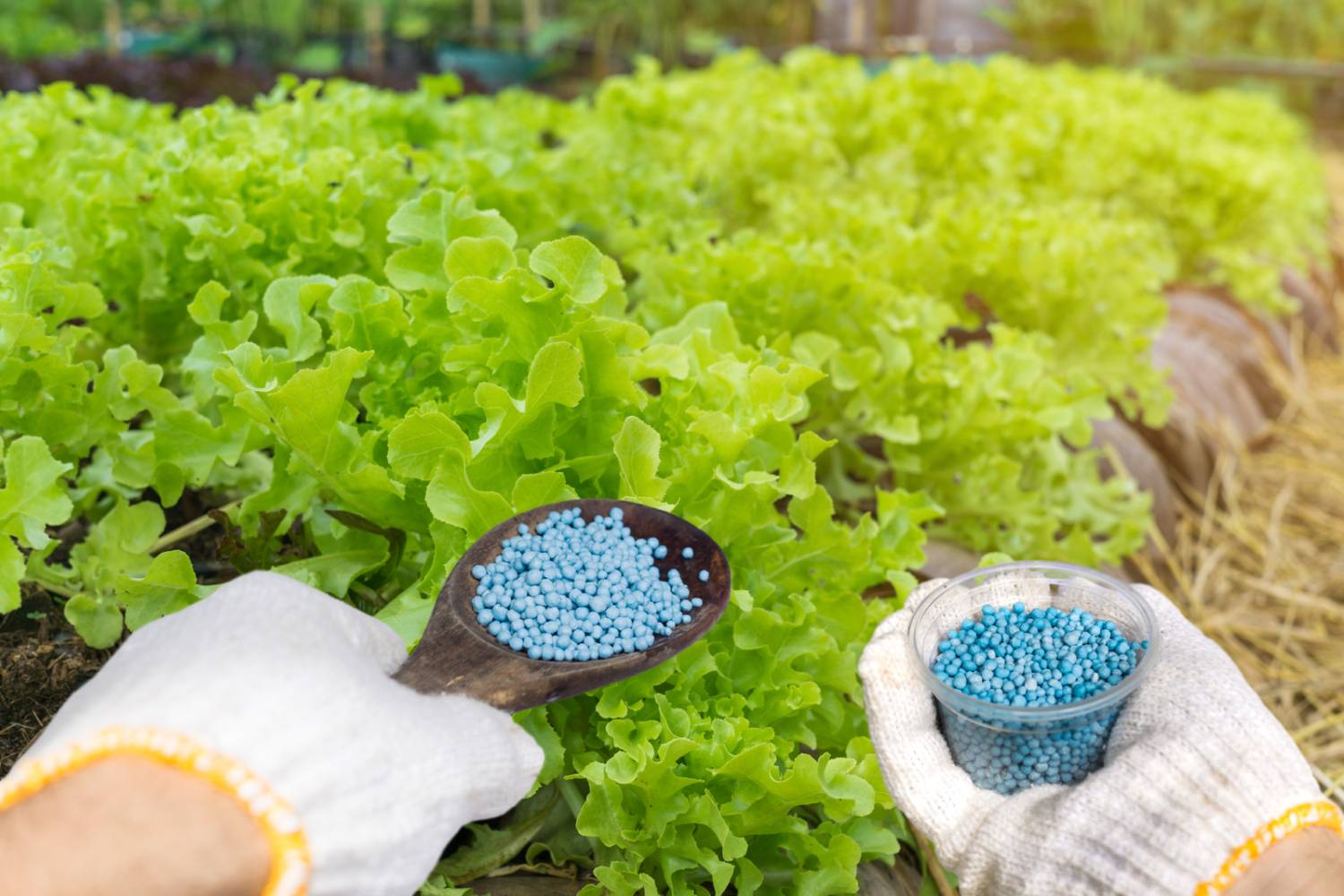 How Long Do Fertilizers Last? Dont Waste Money, Know When to Replace Fertilizers