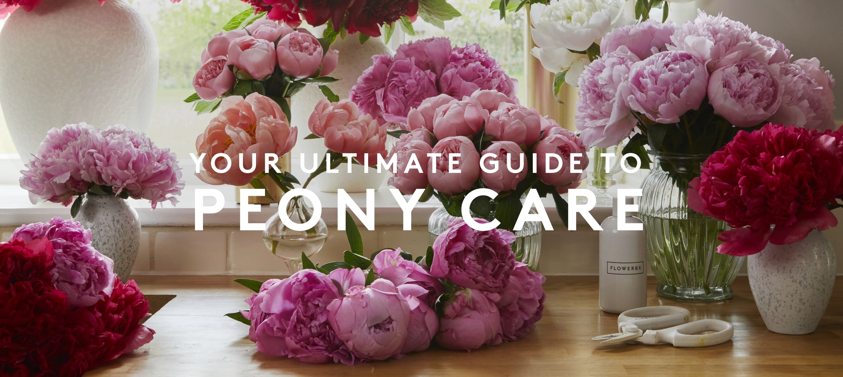 Get the Most from Your Peonies: Expert Watering Guide