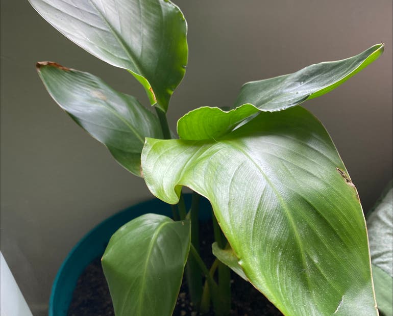 Best Bird of Paradise Soil Mix: Make a Perfect Blend with Tips from Experts