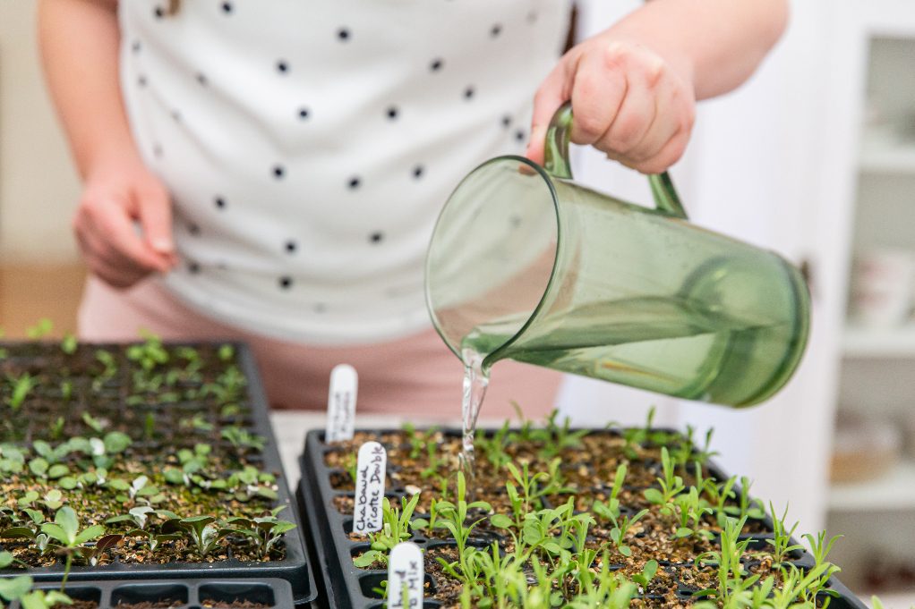 How to Use Organic Fertilizer Seedlings (Simple Tips for Success)