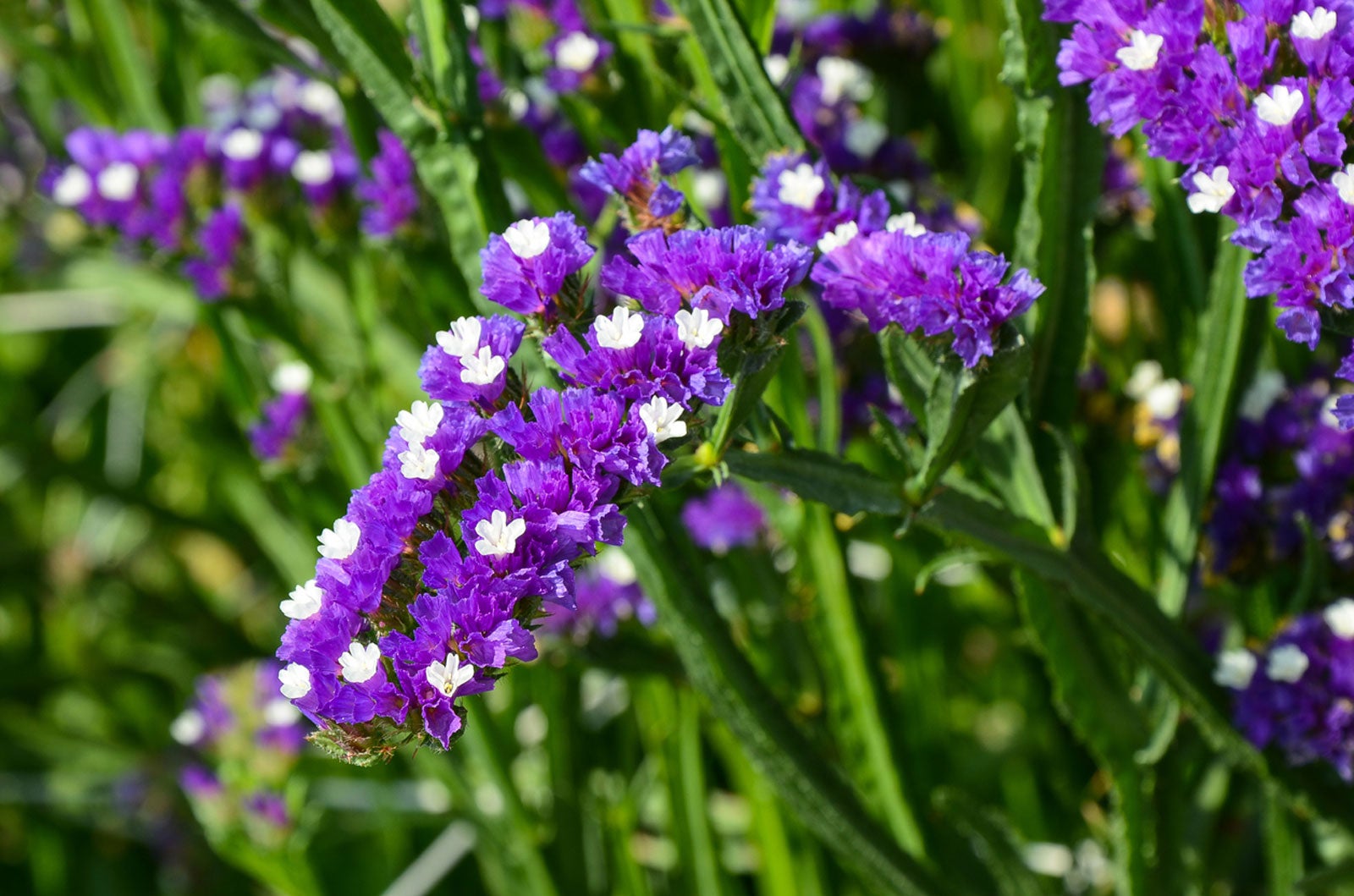 Statice Flowers: Long-Lasting Beauty for Your Home