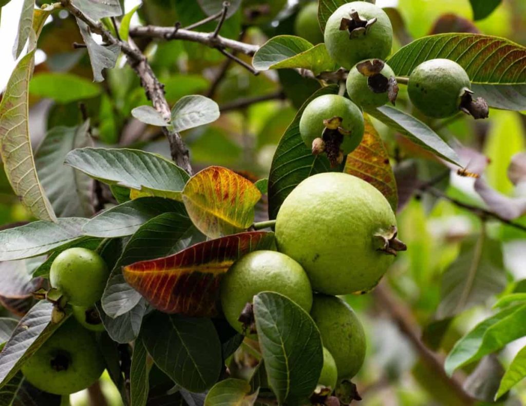 Best Fertilizers for Guava Trees: A Beginners Guide