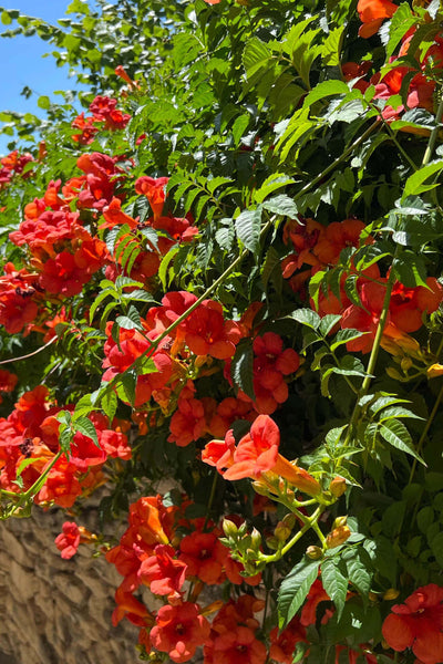 Easy Pruning Trumpet Vine Plant Techniques You Should Know