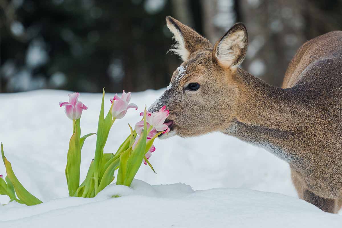 What Eats Flowers? Learn About Floral Munchers and How to Deter Them