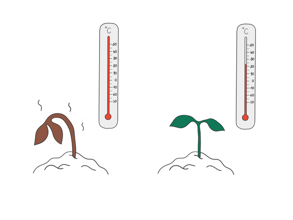 Seedling Growth: The Perfect Temperature for Strong Plants