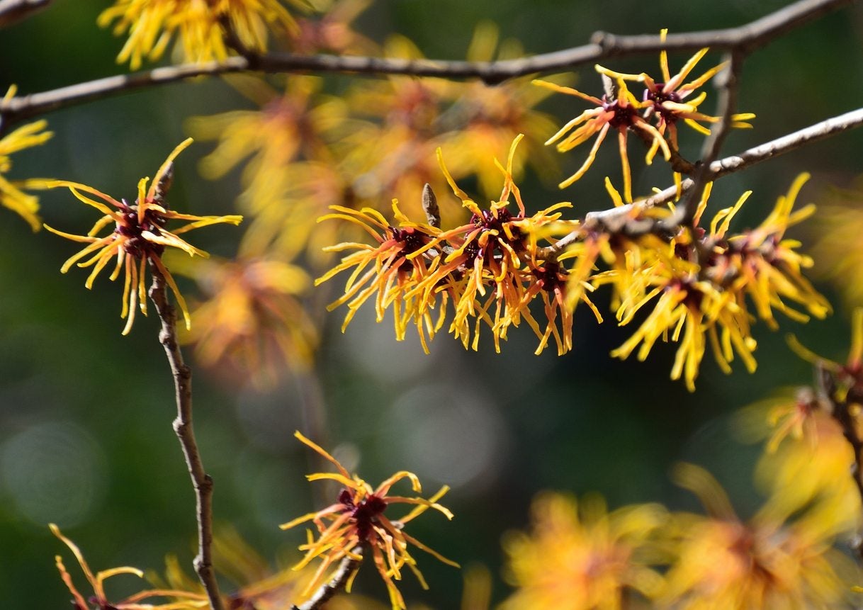 Pruning Witch Hazel: Simple Techniques for Healthy Shrubs