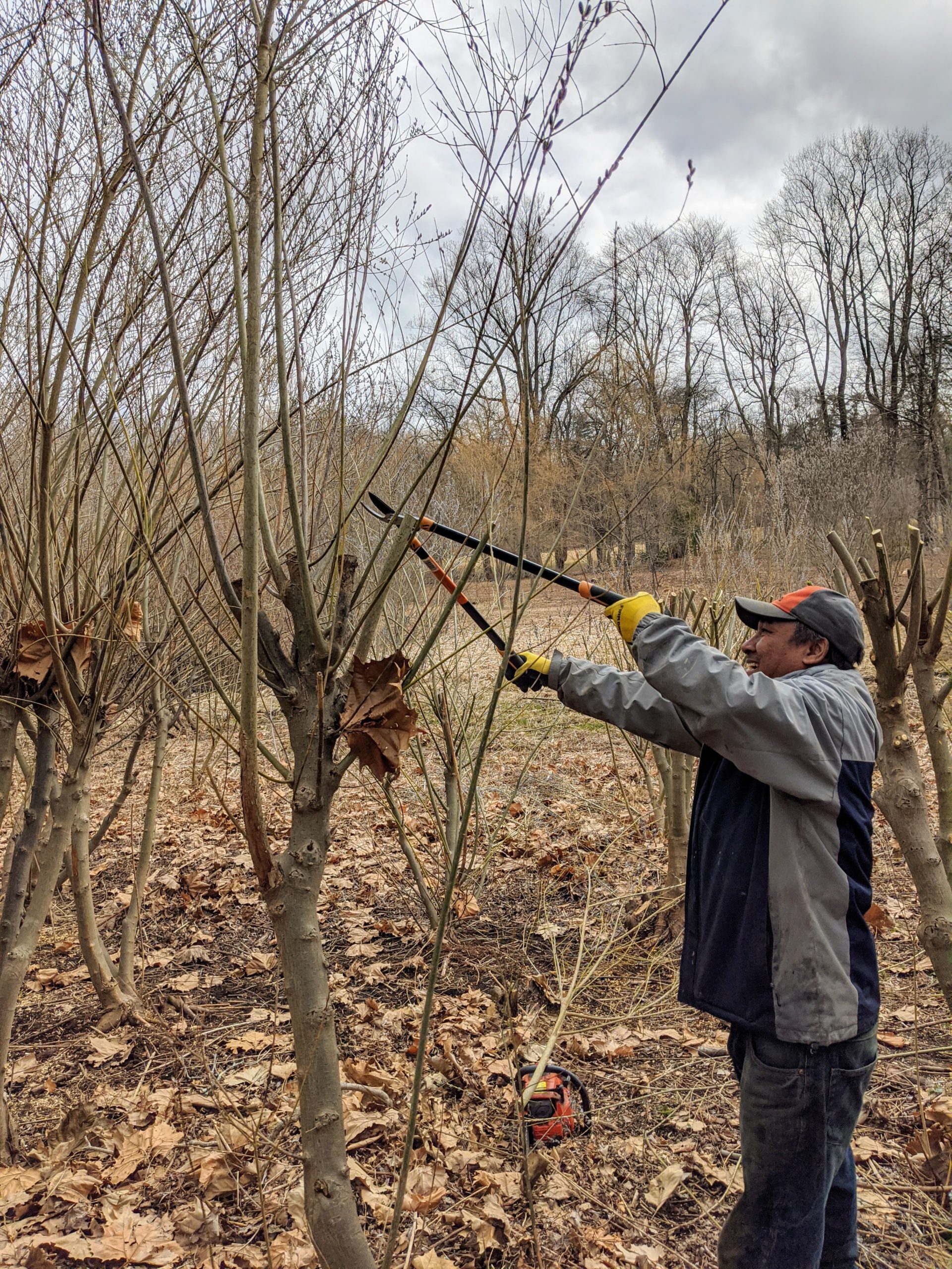 Pussey Willow Trees Pruning: Mistakes You Should Avoid