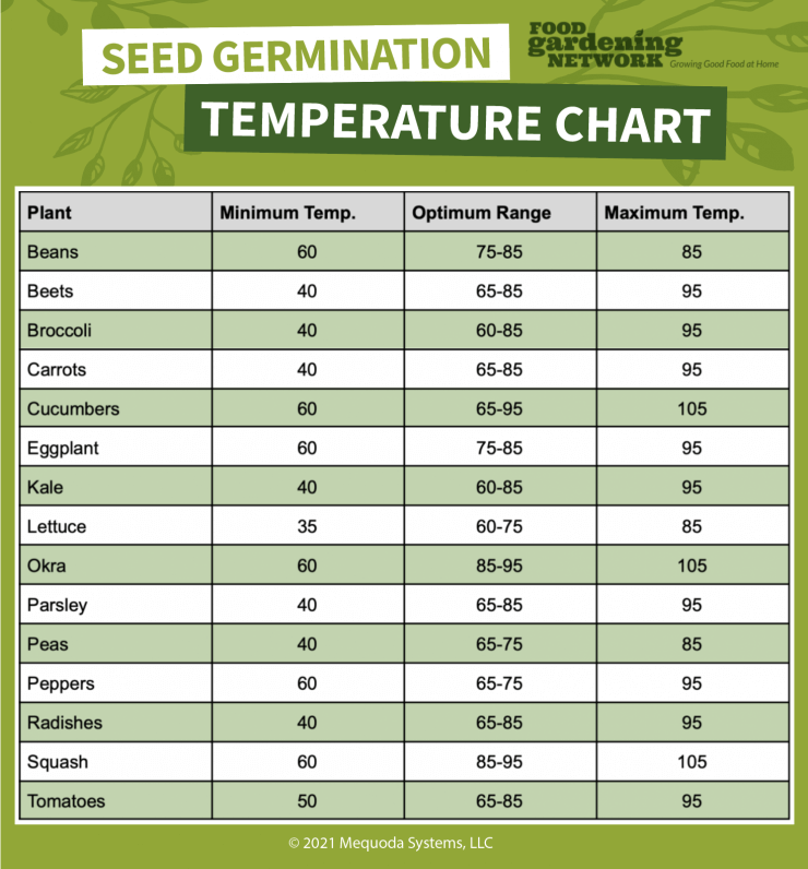 Whats the Best Temperature for Seedlings? Find Out Here!