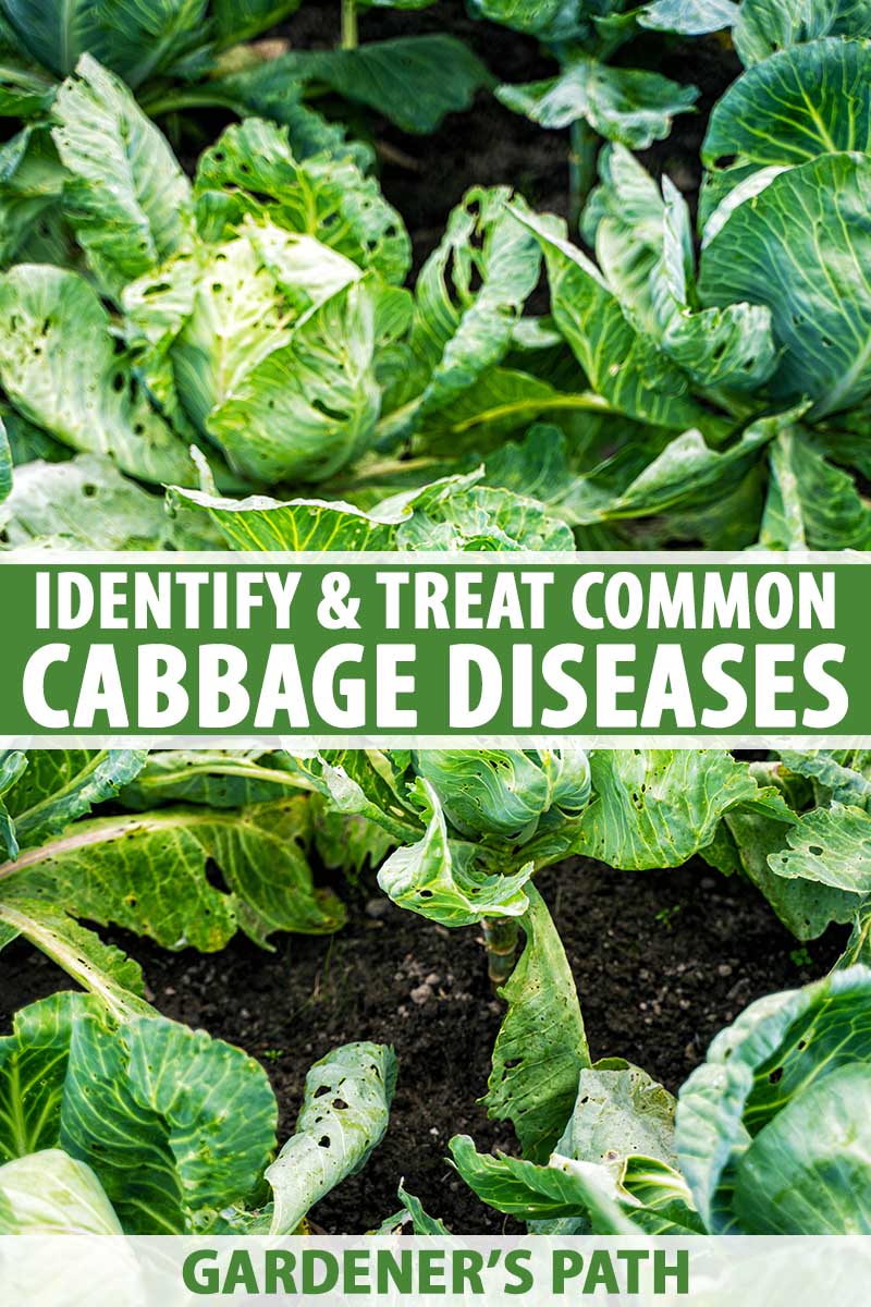 Cabbage Diseases Photos: Identify and Treat Common Problems