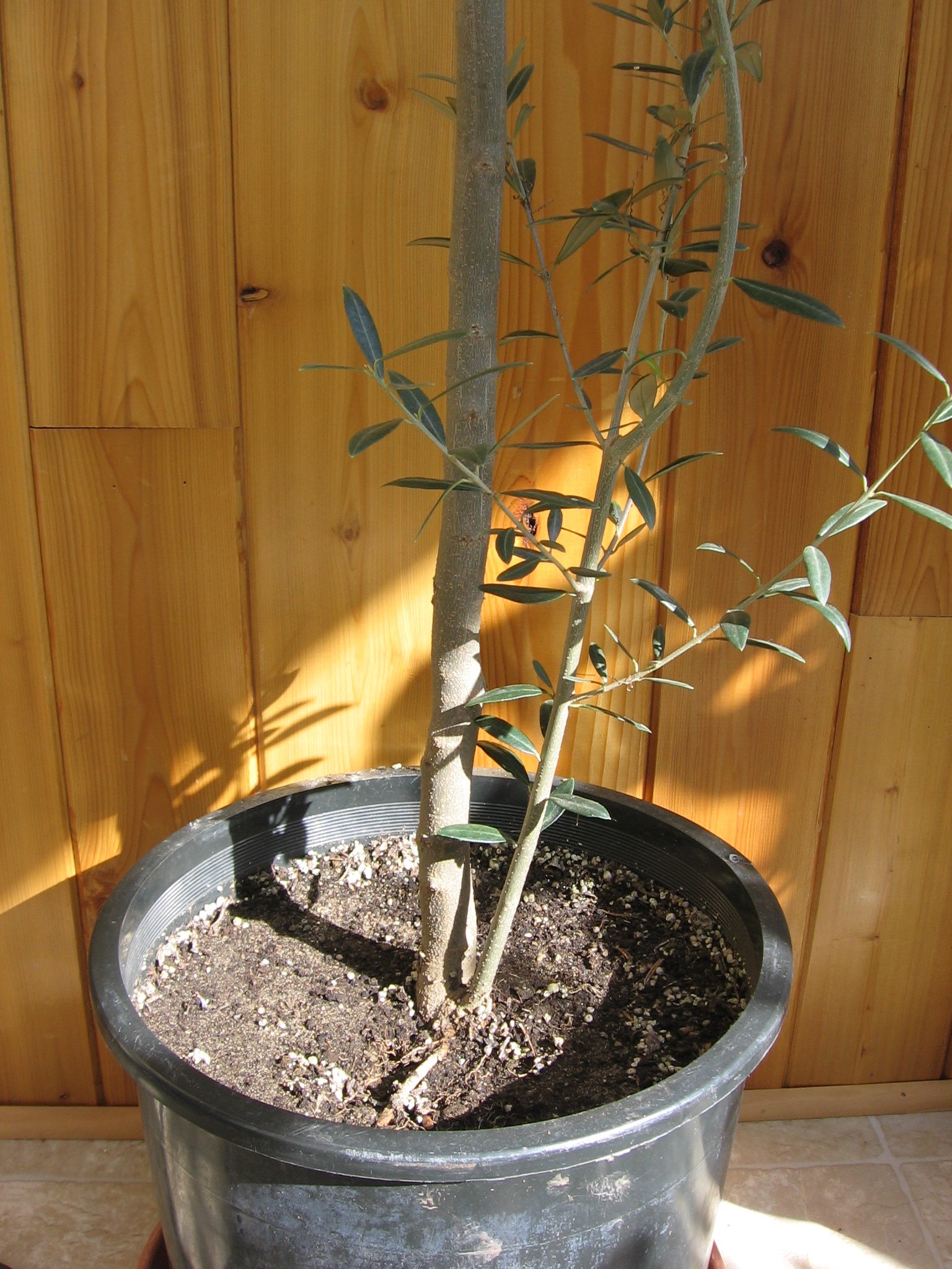 Potted Olive Tree Temperature Range: A Simple Guide.